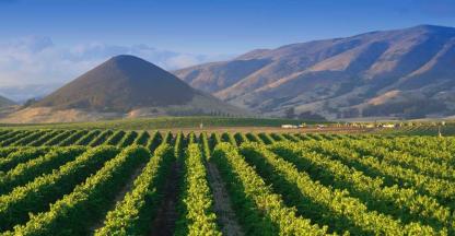 A view of a vineyard and mountains in San Luis Obispo, California