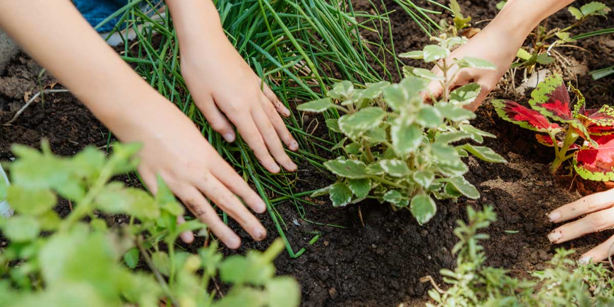 A pair of hands working with the soil in a garden