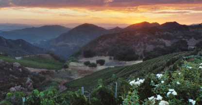 View of the Malibu Family Wines Vineyard