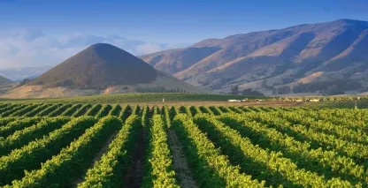 A view of a vineyard and mountains in San Luis Obispo, California