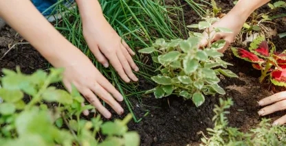 A pair of hands working with the soil in a garden