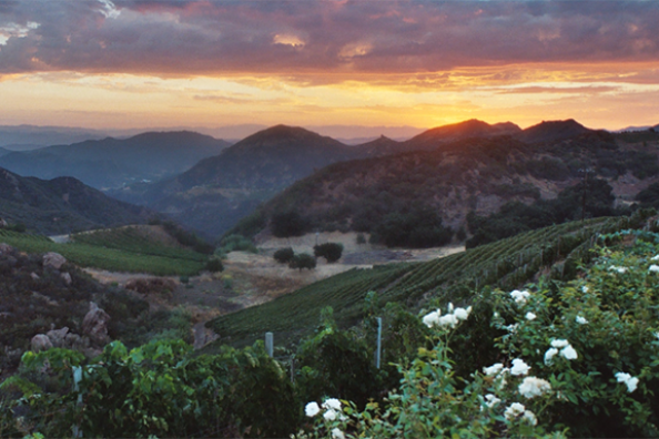 View of the Malibu Family Wines vineyard